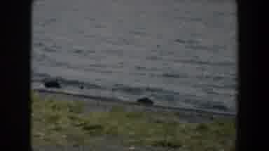 Wyoming (1951): View Of Green Grass And Small Water Waves Hitting Black Objects On