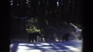 Wyoming (1951): Bears Approaching A Man On A Road