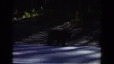 Wyoming (1951): A Black Bear Walks Past A Packed Cars Beside The Road With People