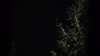 Wyoming (1951): Shot Of The Top Of A Leafy Tree Against A Completely Black Sky