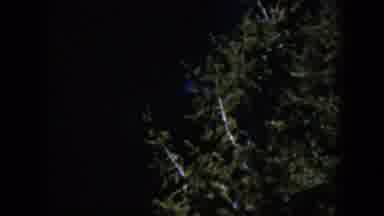Wyoming (1951): Dark Black Sky With Green Leaves Of A Tree Moving With The Wind