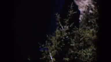 Wyoming (1951): A Waterfall Near Son Rocks And Some Leaves Of Some Tree Or Bush
