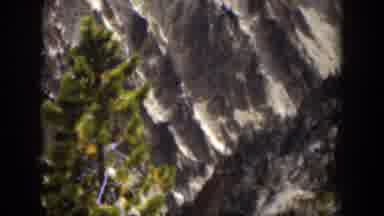 Wyoming (1951): A Tree Is Shown With A Beautiful Mountain With Snow Is Seen On The