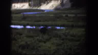 Wyoming (1951): Footage Of An Animal Eating In The Middle Of Plants