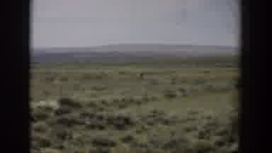 Wyoming (1951): View Of Distant Animal Running In Green Field On A Clear Day
