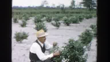 Michigan (1957): A Third Age Couple Harvest Fruits Of Medium-Height Plants Radiant