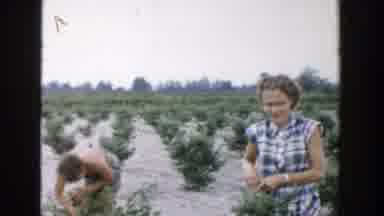 Michigan (1957): Three Women Picking Items From Small Green Shrubs On A Clear Day