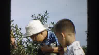 Michigan (1957): Group Of Boys Eating Blueberries From A Shrub Wearing Glasses And