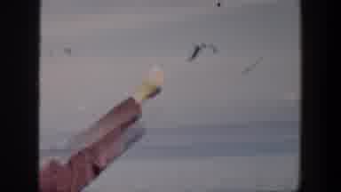 Cuba (1951): A Bird Flying Against The Wind Desperately Trying To Receive A Snack