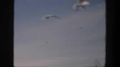 Cuba (1951): Blue Sky Thin Clouds Sea Birds Flying Through The Air Circling Around