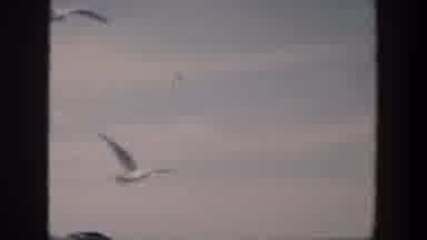 Cuba (1951): Man Stands Near Vehicle As Sea Birds Fly Around The Area On Sunny Day