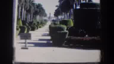 Cuba (1951): View Of Green Hedges And Palm Trees On A Sunny Day