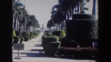Cuba (1951): A Tropical Boardwalk With Palm Trees And Other Tropical Trees