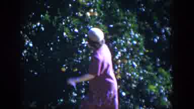 Cuba (1951): A Man In Red Is Picking Oranges From An Orange Tree