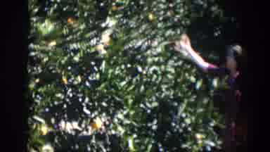 Cuba (1951): Well Dressed Male And Female Holding Fresh Orange On A Tree