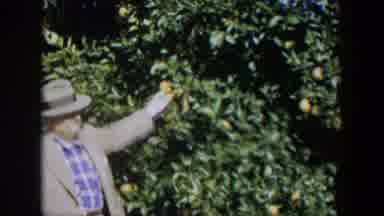 Cuba (1951): A Man Plugs A Ripe Fruit From A Tree In The Orchard