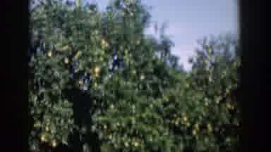 Cuba (1951): An Orchard Full Of Ripe Fruit Trees Is Being Viewed