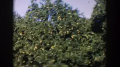 Cuba (1951): Citrus Trees With Ripened Oranges On The Vine On Sunny Day