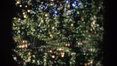Cuba (1951): Amazingly Beautiful Orange Fruit On Green Trees At Organized