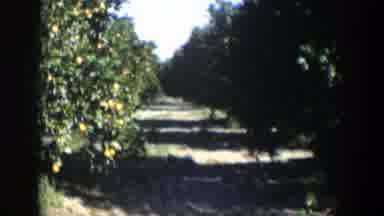 Cuba (1951): View Of Green Citrus Trees On A Clear Sunny Day