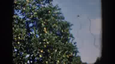 Cuba (1951): Video Sequence Of A Tree With Fruits Similar To Lemons Or Citrus