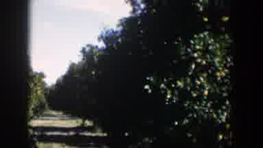 Cuba (1951): Someone Was Making Videos Of Orange Farm