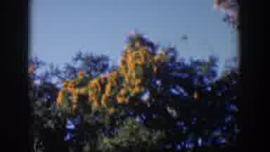 Cuba (1951): Different Trees In Nature