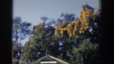 I'm not high, I'm just admiring the 'high' lines of these trees!