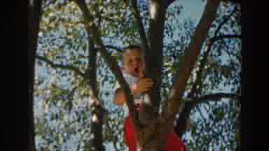 North Hollywood California (1962): Boy Of About Years Old Climbing A Tree With A