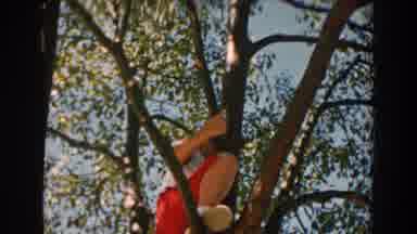 North Hollywood California (1962): A Boy Struggles To Climb A Tree In The Sunny