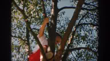 North Hollywood California (1962): Child With Red Overalls Climbs Down A Tall Tree