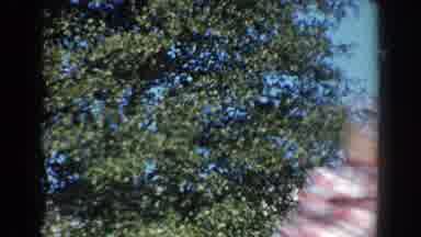North Hollywood California (1962): A Boy Exercises From The Branch Of A Tree