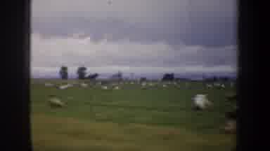 San Francisco California-1957: Sheep Grazing In A Green Grass Field Seen From A