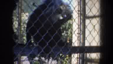 San Francisco California (1957): A Group Of Monkeys Playing In Their Cage And Full