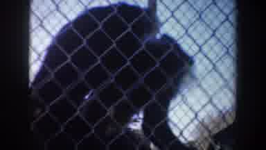 San Francisco California (1957): View Of Monkey Climbing Down Tree Branch On A