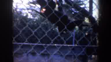 San Francisco California (1957): Monkeys Are Having Fun With Other Monkeys