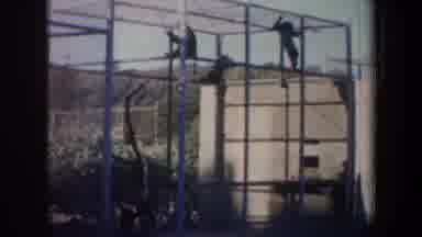San Francisco California (1957): Three Black Monkeys Hang And Swing From Local