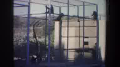 San Francisco California (1957): Monkeys Are Actively Hanging In The Bars Inside