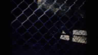 San Francisco California (1957): Animals Are Roaming For Food In A Cage In The Zoo