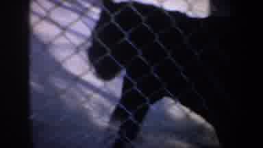 San Francisco California (1957): Lion Tiger Black Panther Monkey Free Riding Zoo