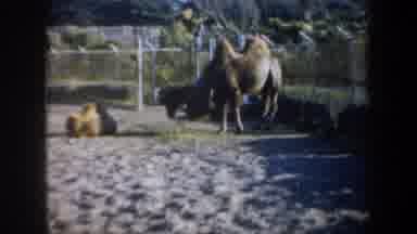 San Francisco California (1957): Camels Eating Grass In Sand Fenced By Barbwire