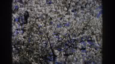 Michigan (1959): Majestic Tree Full Of White Flowers Rises In The Clear Summer Sky