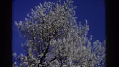 Michigan (1959): View Of Tree With White Blossoms Against Blue Sky On A Clear Day