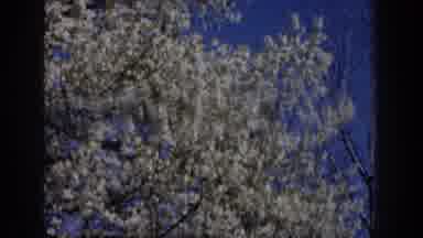 Michigan (1959): Blue Sky Water Font