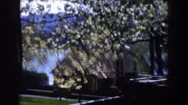 Michigan (1959): Trees In Nature With Cabins By A Major Body Of Water