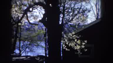 Michigan (1959): A Large Tree Giving Shade To A Bungalow In The Neighborhood