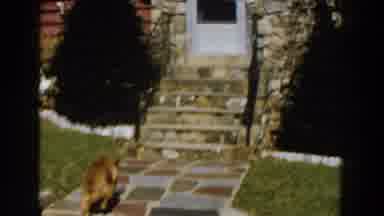 Michigan (1959): Lost Dog Returns Home To Frenzied Owner Searching In The