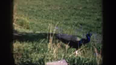 Oregon (1957): Beautiful Animal With Black Feathers Walking In The Middle Of The