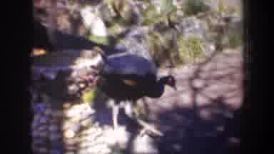 Oregon (1957): Peacock Bird Free In The Zoo Moving In His Area For Eating