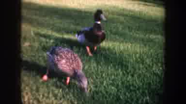 Oregon (1957): Ducks Eating In The Water And On Land